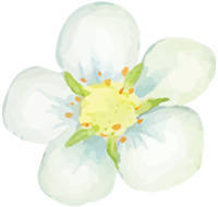苺の花画像
